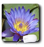 Florene Flower - Purple Water Lily - Mouse Pads