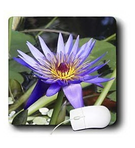 Edmond Hogge Jr Floral - Purple Water Lily - Mouse Pads