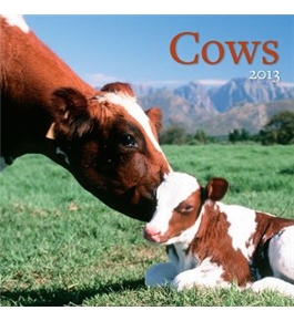 Perfect Timing Avalanche 2013 Cows Wall Calendar (7001528)