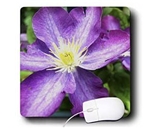 Lenas Photos - Flowers - Amazing vivid purple flower - Mouse Pads [Electronics]