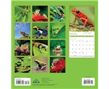 Perfect Timing - Avalanche, 2013 Frogs Wall Calendar (7001507)